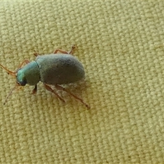 Unidentified Darkling beetle (Tenebrionidae) at Borough, NSW - 11 Dec 2024 by Paul4K