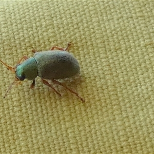 Unidentified Darkling beetle (Tenebrionidae) at Borough, NSW by Paul4K