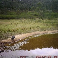 Sus scrofa (Pig (feral)) at Tharwa, ACT - 19 Nov 2024 by Shazw