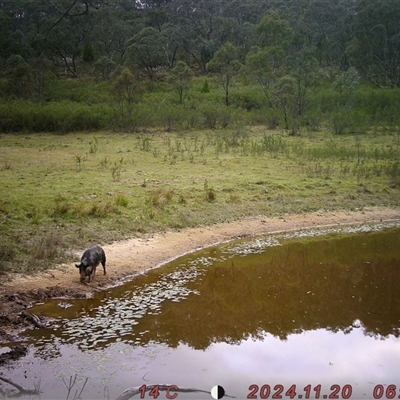 Sus scrofa (Pig (feral)) at Tharwa, ACT - 20 Nov 2024 by Shazw