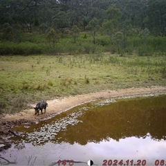 Sus scrofa at Tharwa, ACT - suppressed