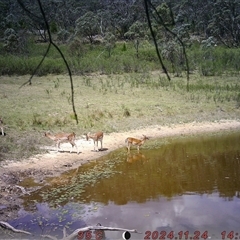 Dama dama (Fallow Deer) at Tharwa, ACT - 24 Nov 2024 by Shazw