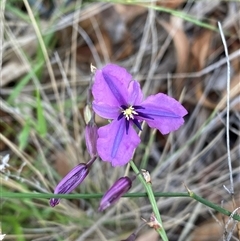 Arthropodium fimbriatum (Nodding Chocolate Lily) at Kambah, ACT - 13 Dec 2024 by Shazw