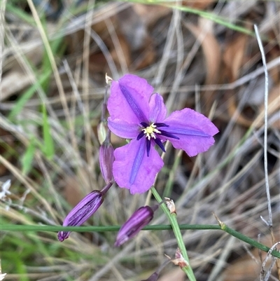 Arthropodium fimbriatum (Nodding Chocolate Lily) at Kambah, ACT - 14 Dec 2024 by Shazw