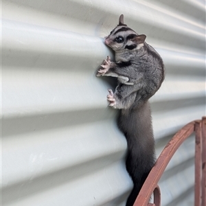 Petaurus norfolcensis at North Albury, NSW - suppressed