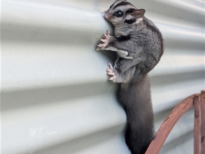 Petaurus norfolcensis (Squirrel Glider) at North Albury, NSW - 14 Dec 2024 by goannacatchemall