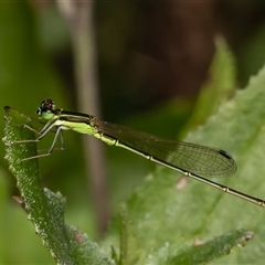 Agriocnemis pygmaea (Pygmy wisp) at Mogo, NSW - 11 Dec 2024 by Roger