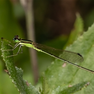 Agriocnemis pygmaea at Mogo, NSW - 11 Dec 2024 10:43 AM