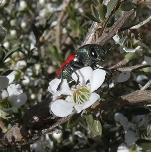 Castiarina sp. (genus) at Borough, NSW - suppressed