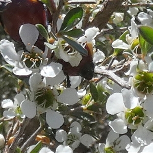 Castiarina marginicollis at Borough, NSW - suppressed