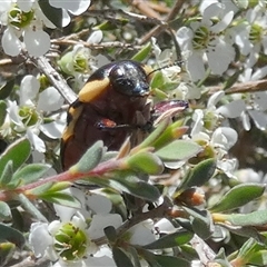 Castiarina marginicollis at Borough, NSW - suppressed