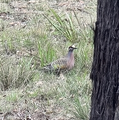 Phaps chalcoptera (Common Bronzewing) at Tathra, NSW - 13 Dec 2024 by MattYoung