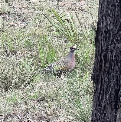 Phaps chalcoptera (Common Bronzewing) at Tathra, NSW - 14 Dec 2024 by MattYoung