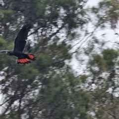 Calyptorhynchus lathami lathami (Glossy Black-Cockatoo) at Tathra, NSW - 13 Dec 2024 by MattYoung