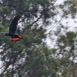 Calyptorhynchus lathami lathami at Tathra, NSW - suppressed