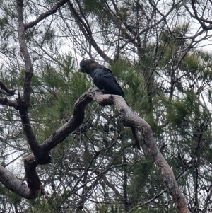 Calyptorhynchus lathami lathami at Tathra, NSW - suppressed