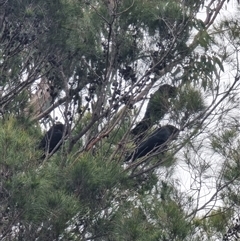 Calyptorhynchus lathami lathami at Tathra, NSW - suppressed