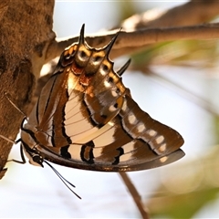 Charaxes sempronius (Tailed Emperor) at Weetangera, ACT - 13 Dec 2024 by Thurstan