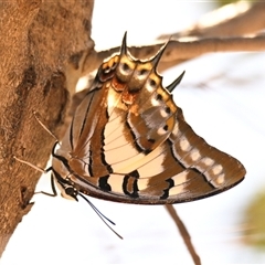 Charaxes sempronius at Weetangera, ACT - 14 Dec 2024