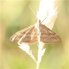 Scopula rubraria (Reddish Wave, Plantain Moth) at Gundaroo, NSW - 13 Dec 2024 by ConBoekel