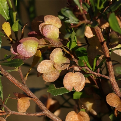 Dodonaea viscosa subsp. cuneata (Wedge-leaved Hop Bush) at Gundaroo, NSW - 13 Dec 2024 by ConBoekel