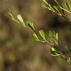 Dodonaea viscosa subsp. cuneata at Gundaroo, NSW - 13 Dec 2024 07:02 AM