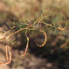 Acacia genistifolia (Early Wattle) at Gundaroo, NSW - 13 Dec 2024 by ConBoekel