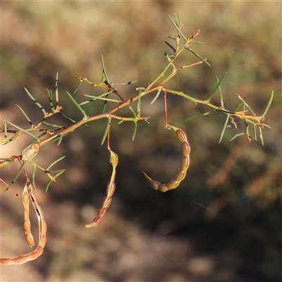 Acacia genistifolia (Early Wattle) at Gundaroo, NSW - 13 Dec 2024 by ConBoekel
