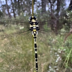 Parasynthemis regina (Royal Tigertail) at Mittagong, NSW - 8 Dec 2024 by Span102