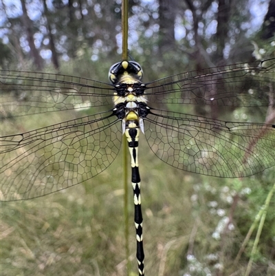 Parasynthemis regina (Royal Tigertail) at Mittagong, NSW - 8 Dec 2024 by Span102