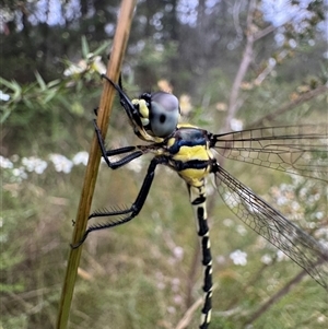 Parasynthemis regina at Mittagong, NSW - suppressed