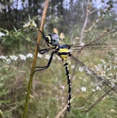 Parasynthemis regina at Mittagong, NSW - suppressed