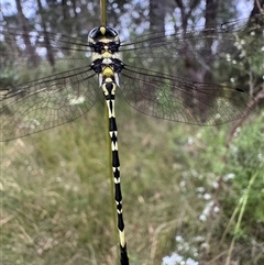 Parasynthemis regina at Mittagong, NSW - suppressed