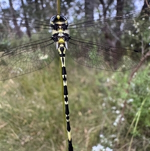 Parasynthemis regina at Mittagong, NSW - suppressed