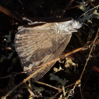 Zizina otis (Common Grass-Blue) at Gundaroo, NSW - 13 Dec 2024 by ConBoekel