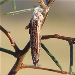 Trigonocyttara clandestina (Less-stick Case Moth) at Gundaroo, NSW - 13 Dec 2024 by ConBoekel