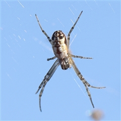 Unidentified Spider at Gundaroo, NSW - 12 Dec 2024 by ConBoekel