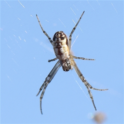 Unverified Spider at Gundaroo, NSW - 13 Dec 2024 by ConBoekel