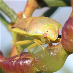 Coleotichus costatus (Green shield-backed bug) at Gundaroo, NSW - 13 Dec 2024 by ConBoekel