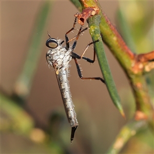 Cerdistus sp. (genus) (Slender Robber Fly) at Gundaroo, NSW by ConBoekel