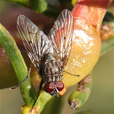 Helina sp. (genus) (Muscid fly) at Gundaroo, NSW - 13 Dec 2024 by ConBoekel