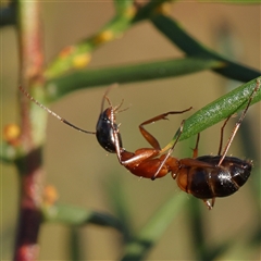 Camponotus consobrinus (Banded sugar ant) at Gundaroo, NSW - 13 Dec 2024 by ConBoekel