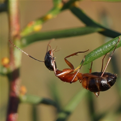 Camponotus consobrinus (Banded sugar ant) at Gundaroo, NSW - 12 Dec 2024 by ConBoekel