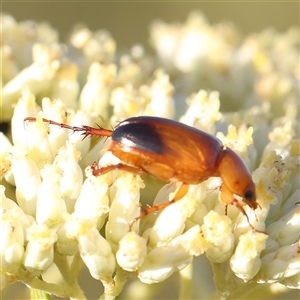 Phyllotocus macleayi (Nectar scarab) at Gundaroo, NSW by ConBoekel