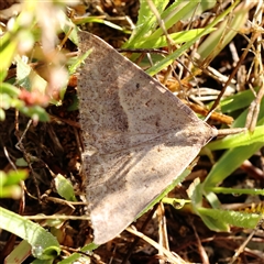 Epidesmia hypenaria (Long-nosed Epidesmia) at Gundaroo, NSW - 12 Dec 2024 by ConBoekel