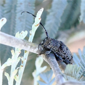 Unidentified Longhorn beetle (Cerambycidae) at Gundaroo, NSW by ConBoekel