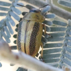 Calomela vittata (Acacia leaf beetle) at Gundaroo, NSW by ConBoekel