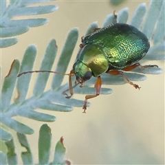 Eumolpinae (subfamily) (Unidentified Eumolpinae Leaf-beetle) at Gundaroo, NSW - 13 Dec 2024 by ConBoekel