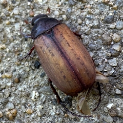 Sericesthis geminata (Pruinose scarab) at Russell, ACT - 12 Dec 2024 by Hejor1