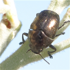 Unidentified Leaf beetle (Chrysomelidae) at Gundaroo, NSW - 12 Dec 2024 by ConBoekel